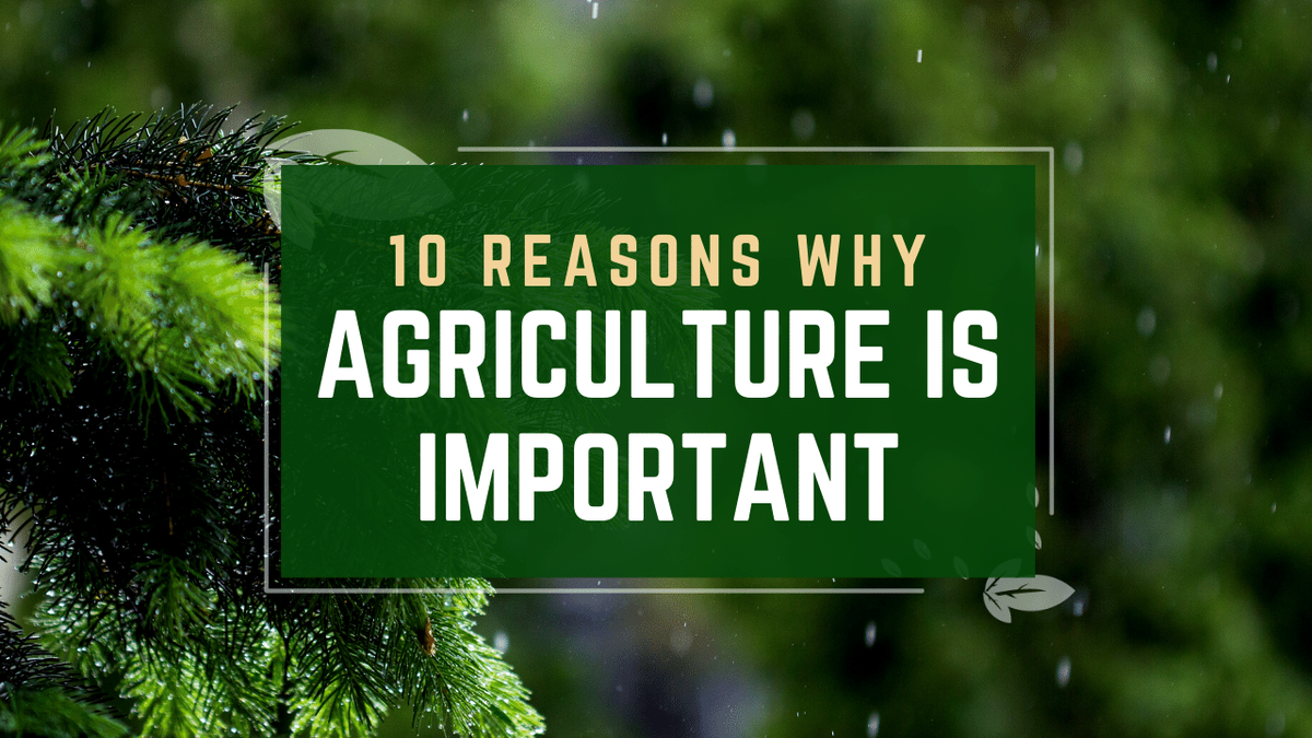 'Video thumbnail for 10 Reasons Why Agriculture Is Important'