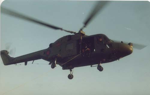 lynx